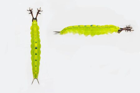 Close up mature stage of caterpillar of siamese black prince butterfly ( Rohana parisatis )  on...