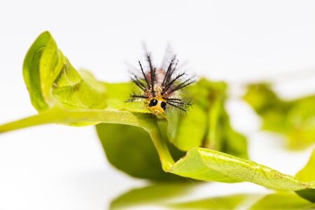 Close up face of Caterpillar of Rustic butterfly (cupha erymanthis)  resting on grean host plant leafの写真素材