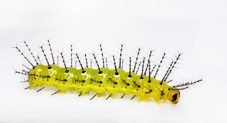 Mature caterpillar of Rustic butterfly (cupha erymanthis) on white background from top viewの写真素材