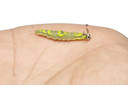 Caterpillar of common pasha butterly ( Herona marathus ) resting on human handの写真素材