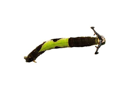 Isolated caterpillar of popinjay butterfly ( Stibochiona nicea ) on white