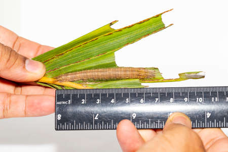 Caterpillar of palm king butterfly ( Amathusia phidippus ) on host plant , brown latest instarの写真素材