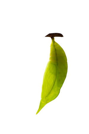 Isolated Chrysalis of palm king butterfly ( Amathusia phidippus ) on white with clipping pathの写真素材