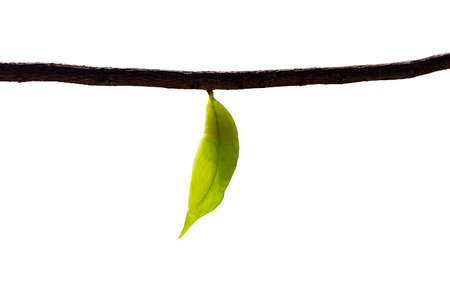 Isolated Chrysalis of palm king butterfly ( Amathusia phidippus ) on twig with clipping pathの写真素材
