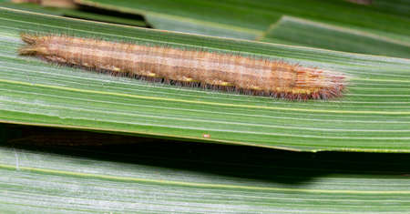Caterpillar of palm king butterfly ( Amathusia phidippus ) on host plant , brown latest instarの写真素材
