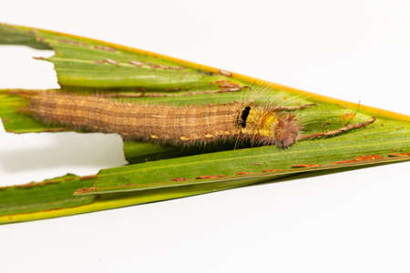 Caterpillar of palm king butterfly ( Amathusia phidippus ) on host plant , brown latest instar