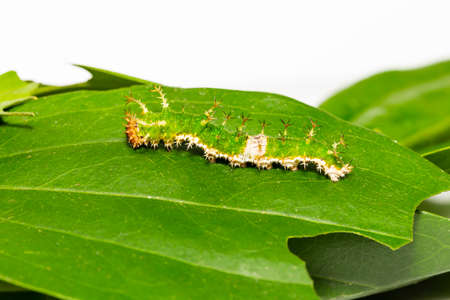 Caterpillar of black-veined sergeant butterfly ( Athyma ranga ) on host plant leaf  in latest instarの写真素材