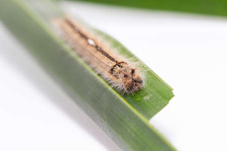 Caterpillar of palm king butterfly ( Amathusia phidippus ) on host plant , brown latest instarの写真素材