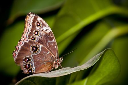 Butterfly sitting on a leafの写真素材