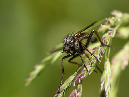 Mosquito on a leafの写真素材