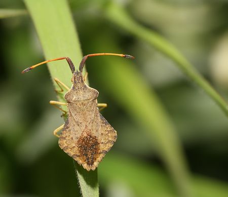 Shieldbug on a leaf