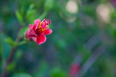 Red flowerの写真素材