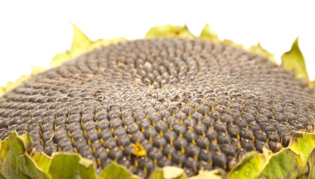 Closeup of sunflower coreの写真素材