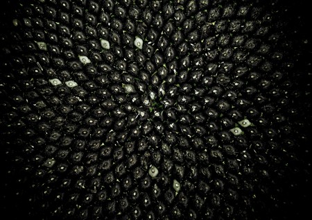 Closeup of sunflower coreの写真素材