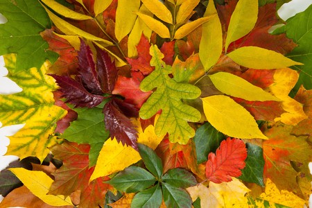 Composition of autumn chestnuts and leaves on isolated backgroundの写真素材