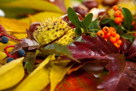 Composition of autumn chestnuts and leaves on isolated background