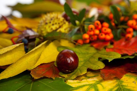 Composition of autumn chestnuts and leaves on isolated backgroundの写真素材