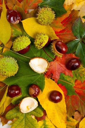 Composition of autumn chestnuts and leaves on isolated backgroundの写真素材