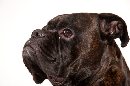 Boxer dogの写真素材
