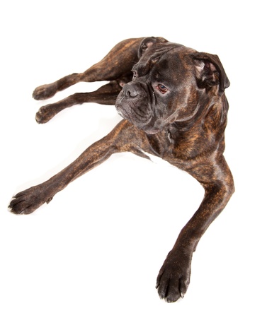 Boxer dogの写真素材