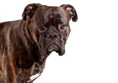 Boxer dogの写真素材