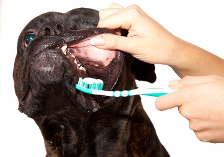 Boxer dog teeth cleaningの写真素材