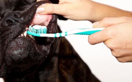 Boxer dog teeth cleaningの写真素材