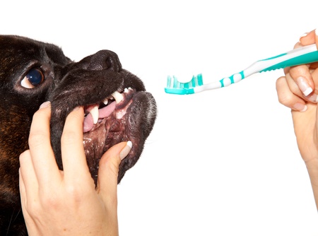 Boxer dog teeth cleaningの写真素材