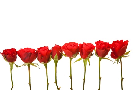 Red roses on white isolated background valentine's dayの写真素材