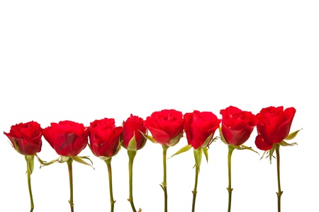 Red roses on white isolated background valentine's dayの写真素材