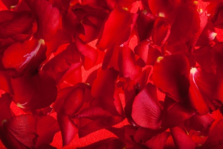 Red roses petals Valentine's Dayの写真素材