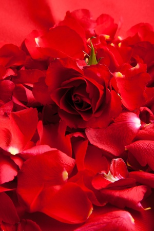 Red roses petals Valentine's Dayの写真素材