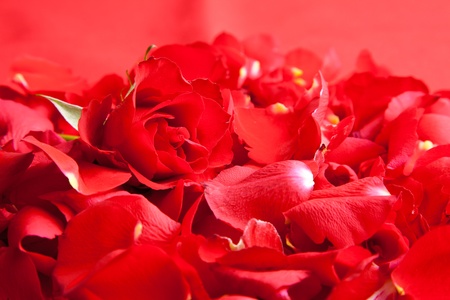 Red roses petals Valentine's Dayの写真素材