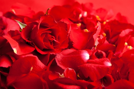 Red roses petals Valentine's Dayの写真素材