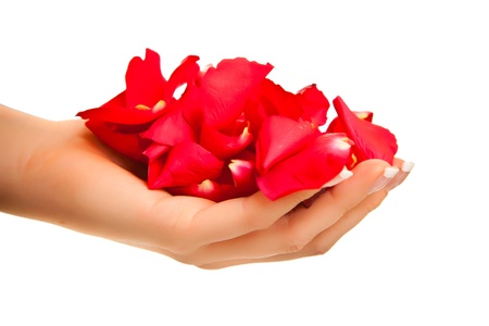 Red rose petals in woman's hand isolated on whiteの写真素材