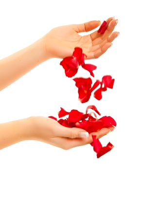 Red rose petals in woman's hand isolated on whiteの写真素材