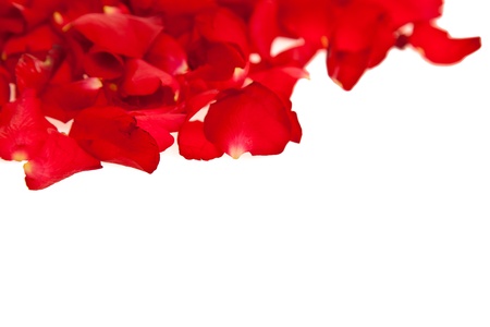 Red rose petals isolated on white - Valentine's Dayの写真素材