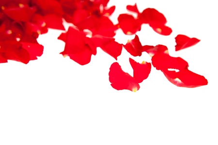 Red rose petals isolated on white - Valentine's Dayの写真素材