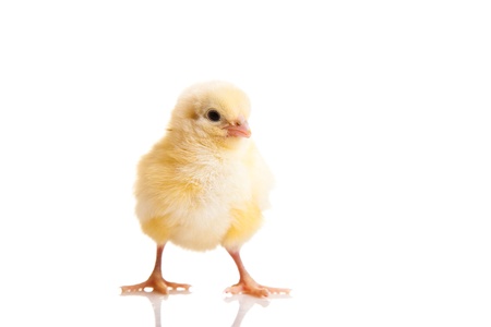 Little chicken animal isolated on whiteの写真素材