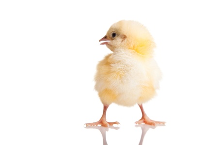 Little chicken animal isolated on whiteの写真素材