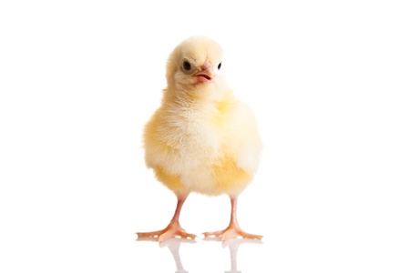 Little chicken animal isolated on whiteの写真素材