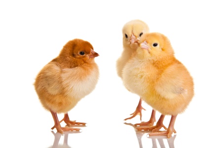Little chicken animal isolated on whiteの写真素材