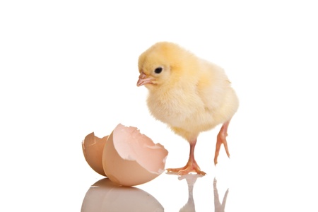 Little chicken animal isolated on white Little chicken animal isolated on white