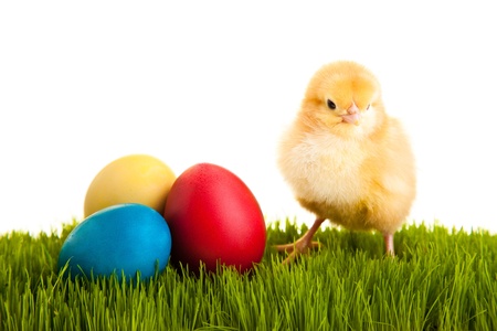 Easter eggs and chickens on green grass on white isolated backgroundの写真素材