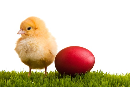 Easter eggs and chickens on green grass on white isolated backgroundの写真素材