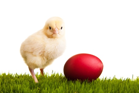 Easter eggs and chickens on green grass on white isolated backgroundの写真素材