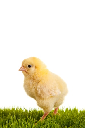 Easter eggs and chickens on green grass on white isolated backgroundの写真素材