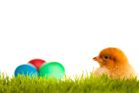 Easter eggs and chickens on green grass on white isolated background