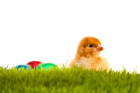 Easter eggs and chickens on green grass on white isolated backgroundの写真素材