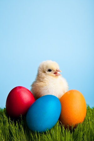 Easter eggs and chickens on green grass on blue background